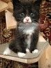 Котенок