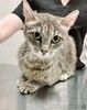 Кошке Дымке (2 года) нужен дом