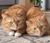 Упитанные рыжие коты в добрые руки