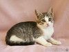 Нежная плюшевая кошечка в любящие руки. 2 месяца