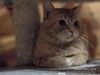 Котик Ирбис