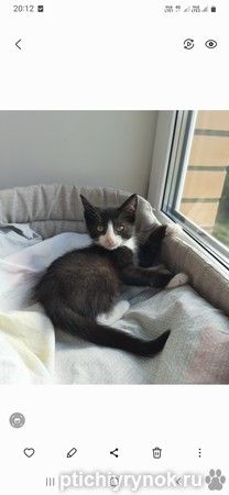 Котенок Тимоша в добрые руки