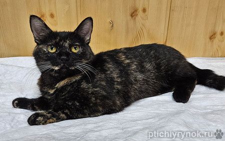 Миниатюрная, добрая кошечка ищет дом