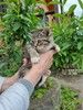 Котенок Шпротик — метис британской породы в добрые руки