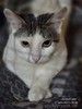 Котик Фокс