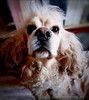 Ищет дом американский кокер-спаниель Тоша