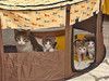 Надоевшие игрушки, три котенка и мама-кошка в добрые руки