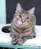 Серая полосатая ласковая котёнок Тея в дар