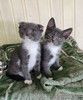 Два ласковых котёнка Винтик и Шпунтик в дар
