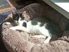 Ласковая, игривая девочка-котенок Мэй в добрые руки
