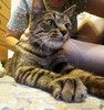 Ищем дом для невероятного кота-компаньона!