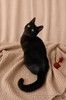 Котёнок-позитив ищет Дом!