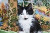 Котенок черно-белый мальчик Триша ищет дом