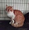 Рыжий кот Яша в добрые руки