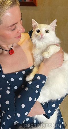 Потрясающе красивая белая кошка Жемчужинка в дар