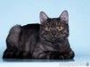 Молоденький ласковый котик Зевс, окрас черный дым