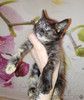 Котёнок Сонечка в добрые руки!