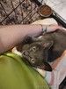 Мегаласкуша котик Нико в дар