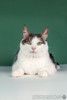 Ласковый кот Масяня с кисточками на ушах и искренней улыбкой