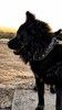 Красавец Элтон ищет дом.