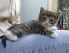 Глазастое чудо Мышка, милый домашний котенок в добрые руки