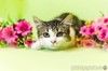 Кошечка Маруся в добрые руки