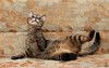 Кошечка Мотя мечтает о доме!