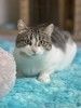 Ищет дом скромная кошка Бусинка
