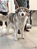 Молодая домашняя собака Тали, аляскинский маламут ищет дом
