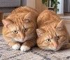 Рыжие котики в добрые руки