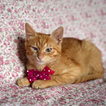 Очень ласковый ярко-рыжий котёнок в дар
