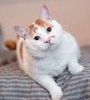 Спокойный и ласковый бесхвостый кот Грек в дар