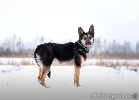 Маленькая собачка Принцесса Лея в добрые руки