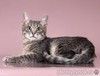 Милая девочка-котенок Маруся в добрые руки