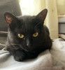 Кошка Куся - нежное создание ищет бережные руки