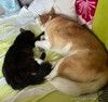 Эта черная малышка всю жизнь мечтала о доме