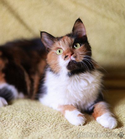 Необыкновенная элегантная кошка Адель в дар