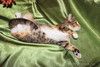 Котенок девочка трехцветная, 4 месяца, ищет дом.