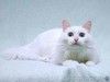 Нежный ласковый белый котик Тимоша