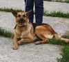 Молодая, верная собака Герда ждет своего человека!