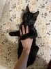 Очень милый и игривый котенок Черныш в добрые руки!