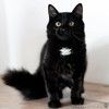 Шикарный, пушистый, чёрный котёнок в добрые руки.