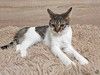 Ласковый, умный, спокойный котик-подросток Темочка ищет дом