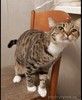 Кошка Сима с зелёными глазами в добрые руки. 