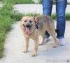 Добрая, ласковая собака Лада всю жизнь ждет своего родного ЧЕЛОВЕКА!