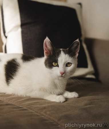 Ариша замечательная кошечка и ей нужен дом!