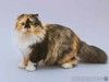 Кошечка Таня — ласковая пушистая вислоухая трёхцветка