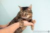 Крупная британская кошка Муза в добрые руки