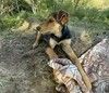 Два очаровательных дворянина и их мама ищут дом