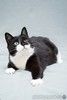 Очаровательная черно-белая кошечка Мила с сердечком на лапке ищет самых заботливых хозяев.